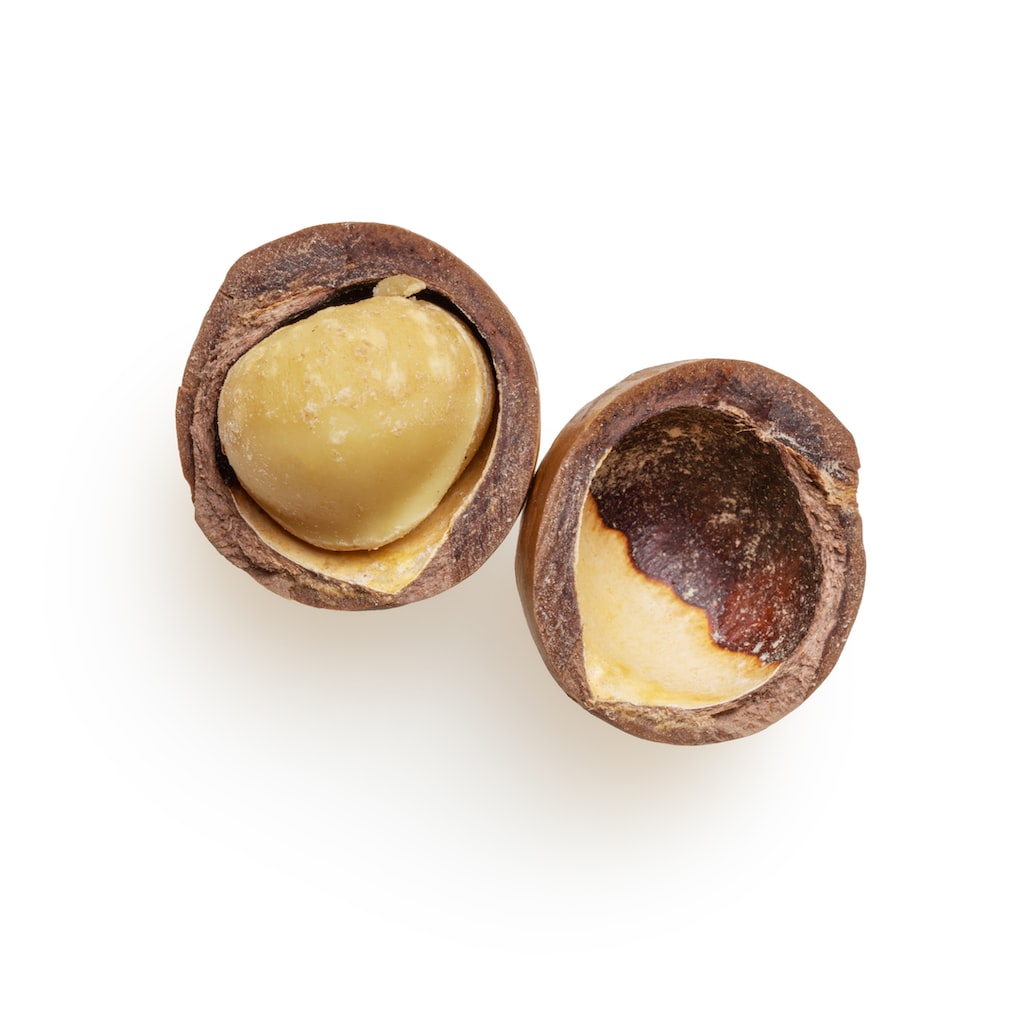 Isolated macadamia on white background